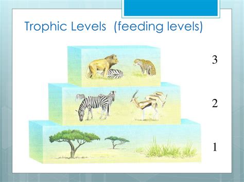 Ppt Trophic Levels Energy Transfer And Pyramids Powerpoint Presentation Id