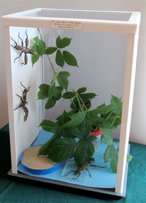 ELC stick insect cage - 20 inches or 51cm TALL, the best cage for stick