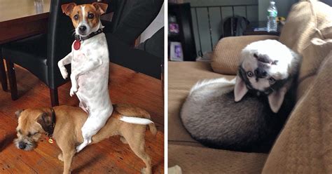 50 Hilarious Pics Of Dogs Acting Weird Add Yours Bored Panda