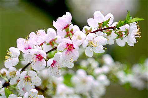 Chia Sẻ Với Hơn 105 Hình Nền Mùa Xuân đẹp Hay Nhất Tin Học Đông Hòa