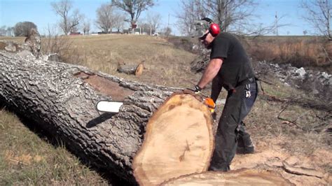 Get the right chainsaw for the job! How to cut an oak tree with a 36 inch Stihl chain saw ...