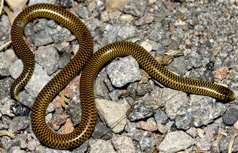 Descubren Nueva Especie De Serpiente Venenosa En Perú En Segundos Panama