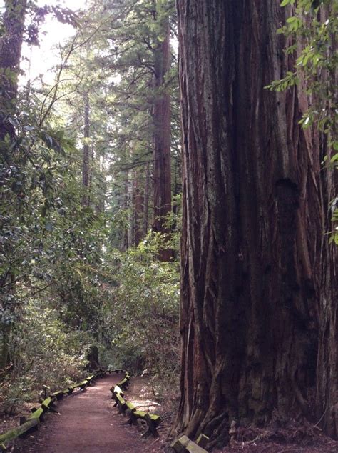 Maybe you would like to learn more about one of these? San Fran's Giant Redwoods | San fran giants, Redwood ...