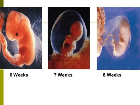 Fetal Development 1