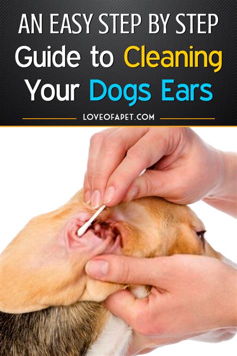 How To Clean Dogs Ears At Home 5 Steps Love Of A Pet Dog Ear Dog