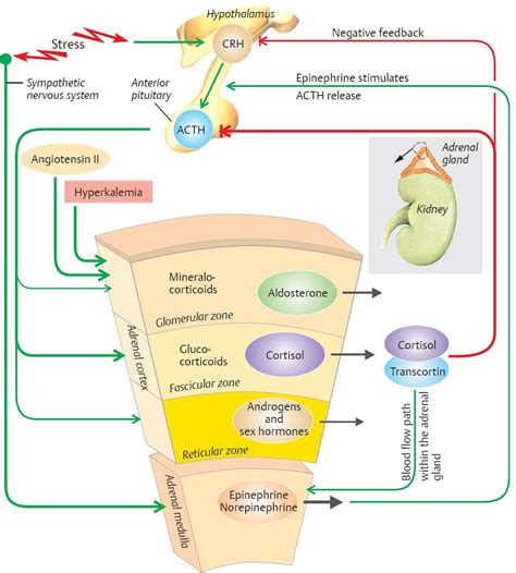 Adrenal Hormones Physiology An Illustrated Review