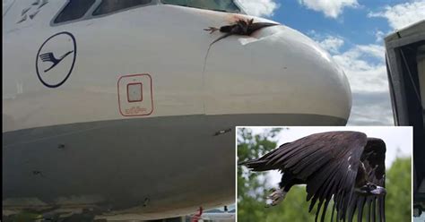 Spanish Holiday Jet Hit By Vulture Smashes Just Minutes Before Taking