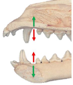 Digestive Components Of The Head Part Gross Exam Flashcards Quizlet