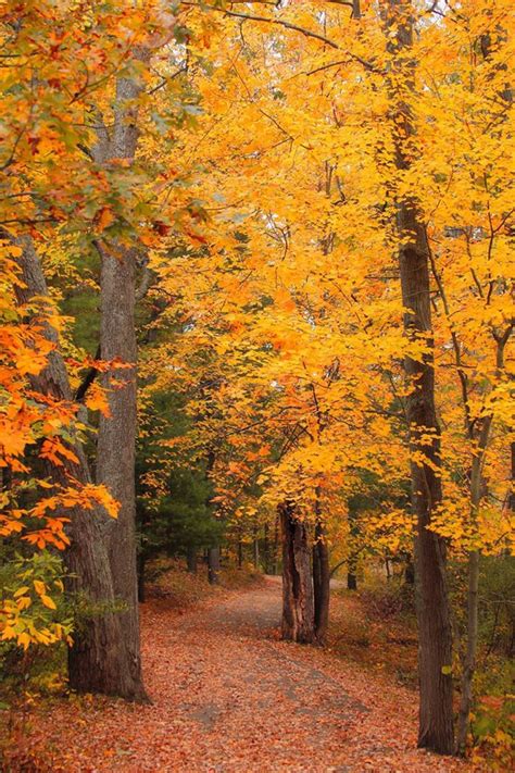 A Golden Pathway Near Rockford Michigan Photo By Christopher