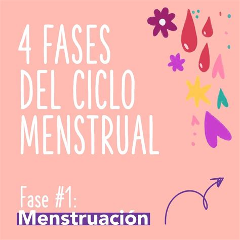 Conozca Las Tres Fases Del Ciclo Menstrual Diario Versi N Final Hot