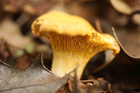 Chanterelles Fungi Forays