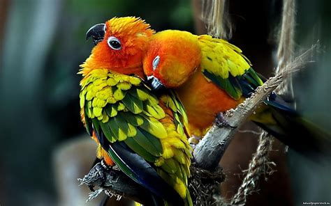 Lovebirds Tree Parrots Branch Hd Wallpaper Peakpx
