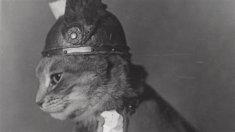 Check Out These Vintage Public Domain Cat Pictures From