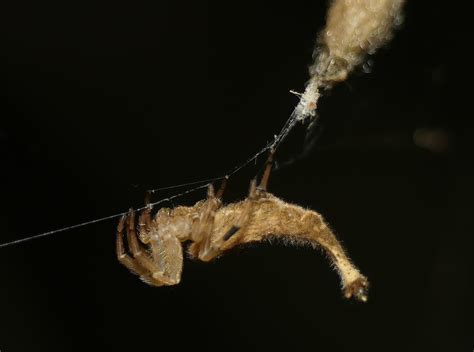 Scorpion Tailed Spider Arachnura Higginsi Ausemade
