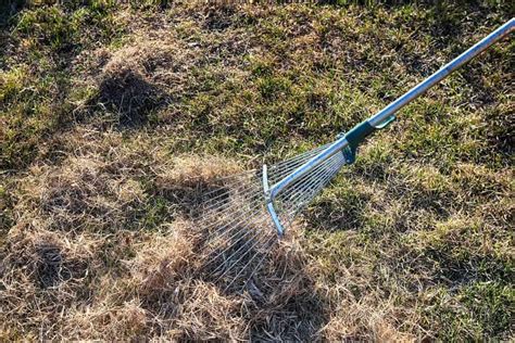 Mow the lawn a little lower than normal right. Benefits of Dethatching Your Lawn - ProGardenTips