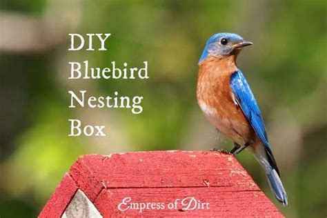 Free Bluebird Nesting Box Plans Step By Step Tutorial Blue Bird