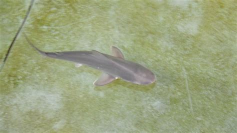 Picture Of A Real Baby Shark Wearimage