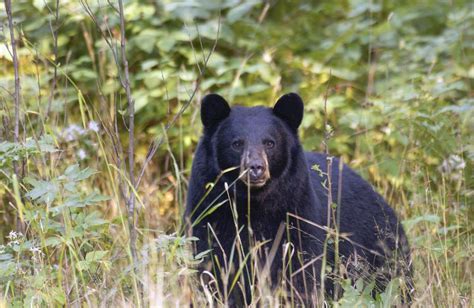 Pennsylvania's black bear season starting, includes Sunday hunting this year - lehighvalleylive.com