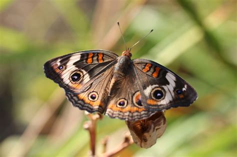 Digital Photography Common Buckeye Butterfly