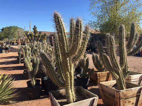 Tens of thousands of cacti and succulents are beginning to set flower buds. April 2016 SALE | Cactus Joe's Las Vegas Nursery