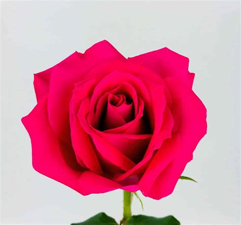 Hot Pink Rose 40cm Wholesale Bulk Flowers Cascade Floral
