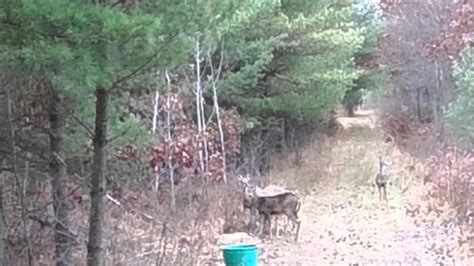 Phils Wisconsin Deer Hunting Youtube