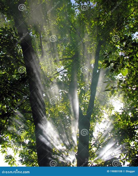 Morning Sunbeams Stock Photo Image Of Forest Green 19880108