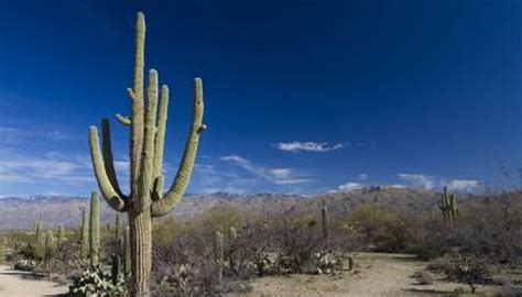 How Do Desert Plants Adapt To Their Environment Sciencing