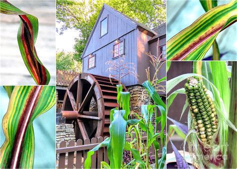 Plimoth Grist Mill Corn Collage Photograph By Janice Drew Fine Art