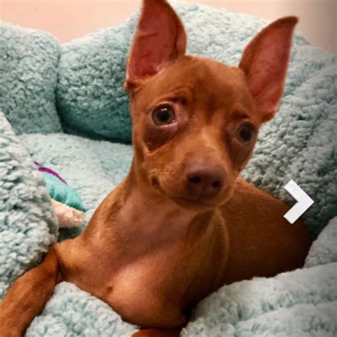 Adopt A Miniature Pinscher Puppy Near New York Ny Get Your Pet