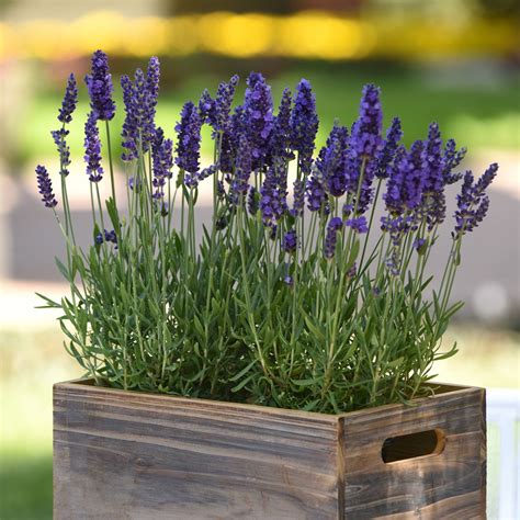 Lavender Blue Spear Grow Your Own Scent Garden National Garden