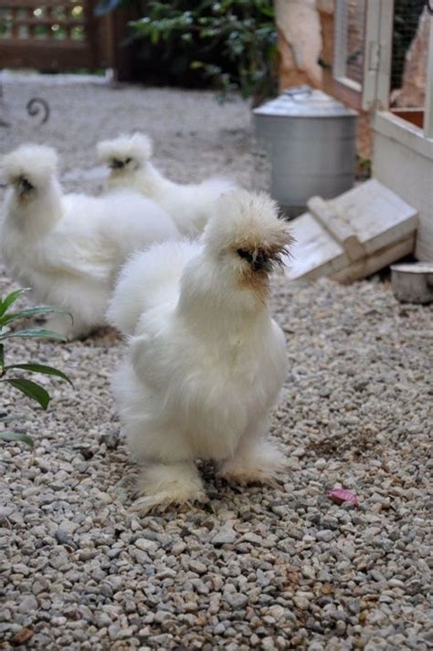 The 15 Most Fluffy And Cute Animals In The World Blazepress Bantam