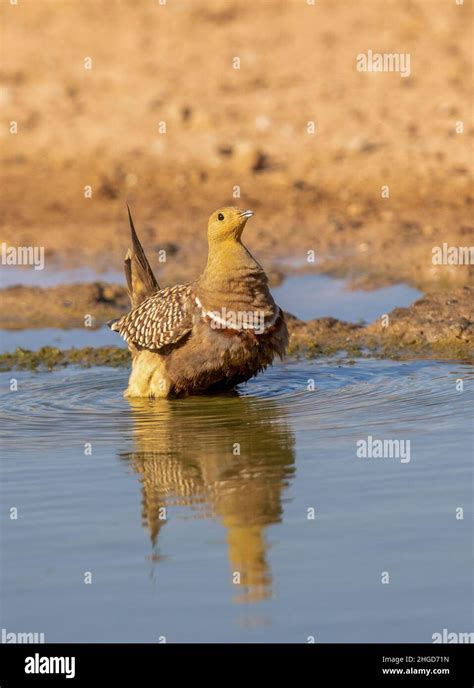 Sandgrouse Collecting Water Hi Res Stock Photography And Images Alamy