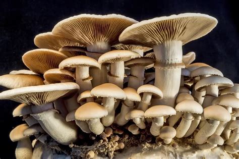 5 Types Of Medicinal Mushrooms And How They Boost Health The Mind