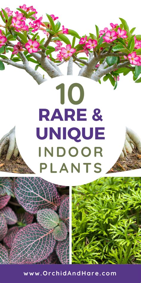 10 Rare And Unique Houseplants You Will Love Includes Care