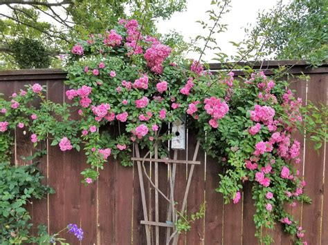 On april 26, 2018, he broke the norwegian record with 8228 points, in t. Mia's Garden: Peggy Martin roses - My Favorite!