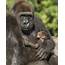 Center For Great Apes In Rural Hardee County Offering Primate 101 
