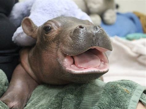 Pin By Lynn Buck On Too Cute Baby Hippo Cute Hippo Baby Hippopotamus