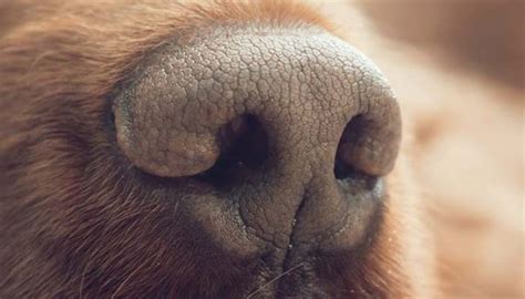 Dog Nose Anatomy Explained By Vet Happiest Dog