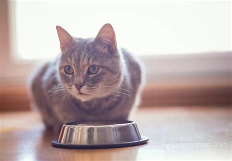 Find out in this article if it's a good idea to feed your feline a few pieces of seaweed here and there. My cat does not want to eat, I think, what can I do ...