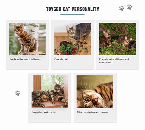 7 Facts About Toyger Cats Personality History Health And More