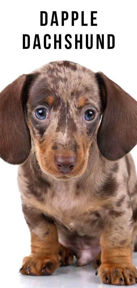 Dapple dachshunds are still dachshund. 23+ Dapple Miniature Dachshund Puppies For Sale - l2sanpiero
