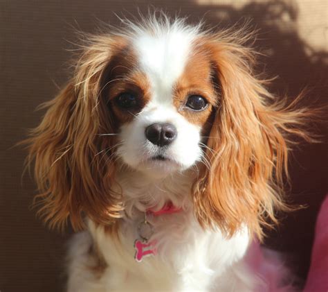 Bubbles The Cavalier King Charles Spaniel Chiots épagneul Chien