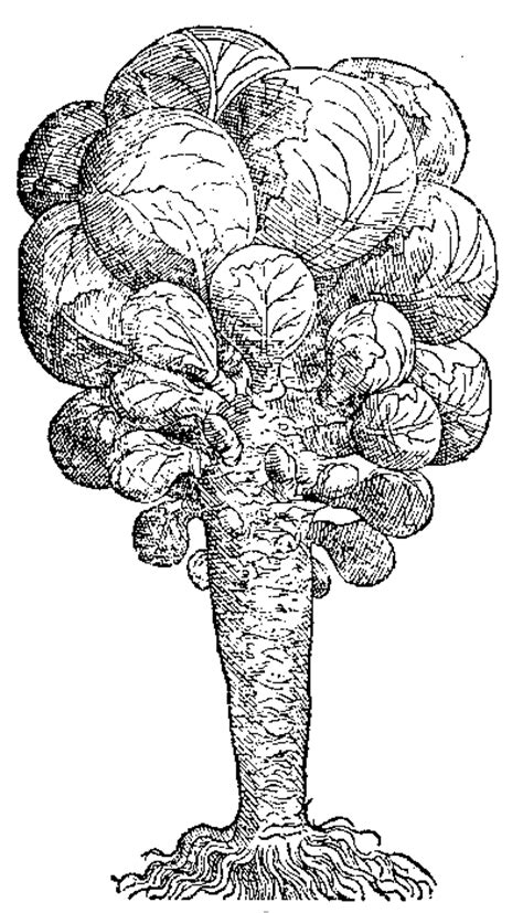 Brassica oleracea is a plant species that includes many common foods as cultivars, including cabbage, broccoli, cauliflower, kale, brussels sprouts, collard greens, savoy, kohlrabi, and gai lan. LON-CAPA Brussels sprouts (Brassica oleracea L. var ...