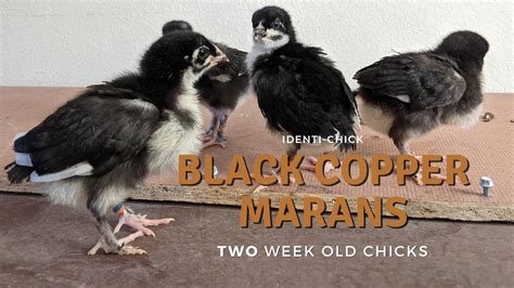 Black Copper Marans Week Old Chicks Youtube