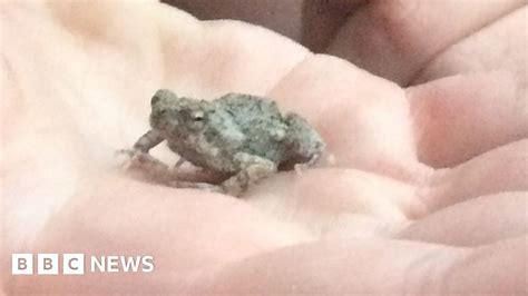 Frog Foam Could Deliver Drug Therapy Bbc News