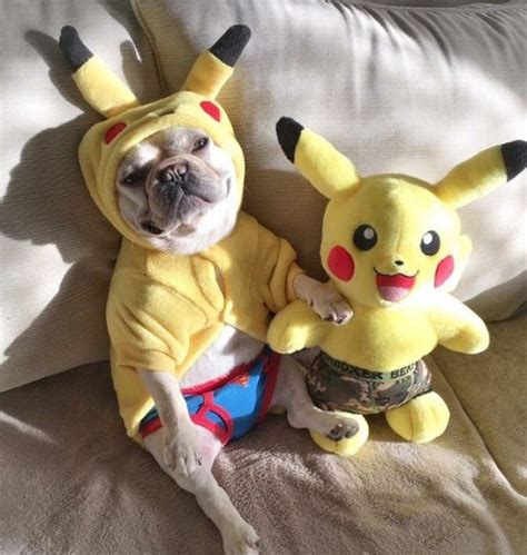 Ten Dogs In Pokémon Costumes That Look Cute Enough To Catch