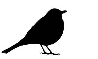 Blackbirdbirdsilhouetteblackwhite Free Image From