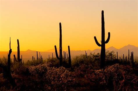 Sunset In The Desert We Love The Orange Hues Arizona Sunset Sunset