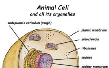 Check spelling or type a new query. GOLGI APPARATUS | elink